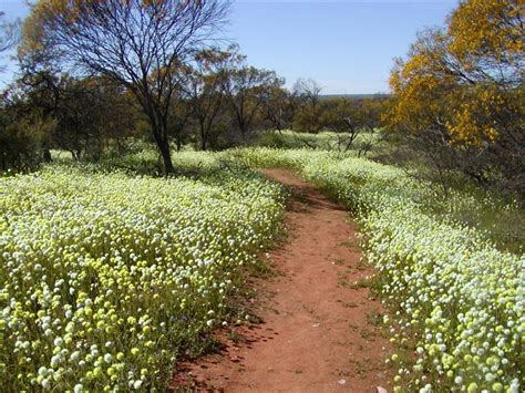 Mullewa – Wildflower Country! | Russ Travelling Australia