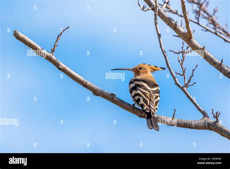 El Hoopoe Eurasi Tico Upupa Epops Es La Especie M S Extendida Del