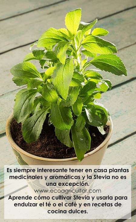 Aprende a cultivar la stevia y cómo usarla