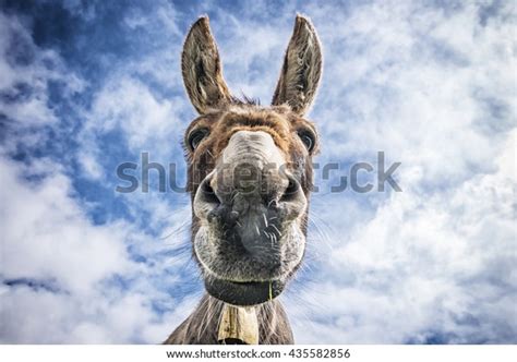 Donkey Isolated Stock Photo Edit Now 435582856