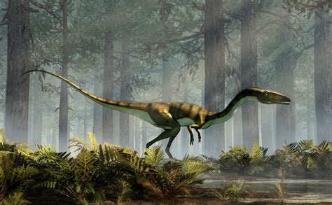 Coelophysis