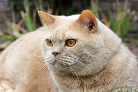 The House Of Meow The Cream British Shorthair Hunter British