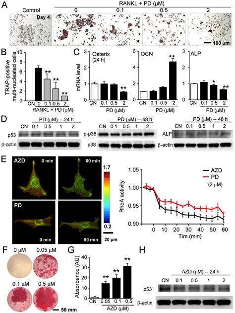 Effects Of Pd407824 And Azd7762 On Raw2647 Pre Osteoclast Cells And