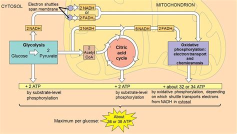 BIO 101 Chapter 9 Cellular Respiration Diagram Quizlet