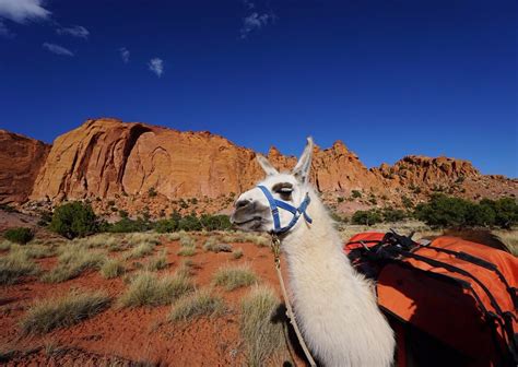 Wilderness Ridge Trail Llamas All You Need To Know Before You Go 2025