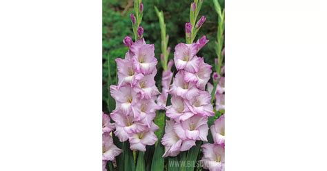 Gladiolus Blue Tropic Bilscy Info