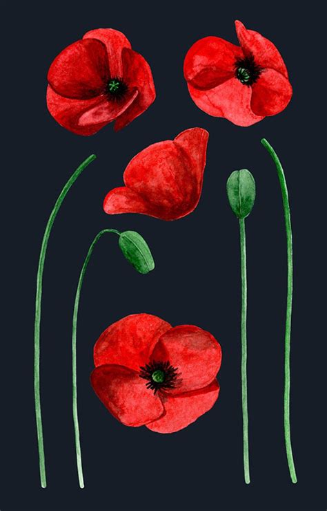 Watercolor Poppies Clip Art Red Flowers Hand Drawn Watercolor Etsy