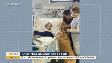 Bom Dia GO Siamesas Separadas Recebem Carinho Durante Visita De