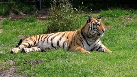 Royal Bengal Tiger Named Taru Lying Lazy in Natural Habitat Stock ...