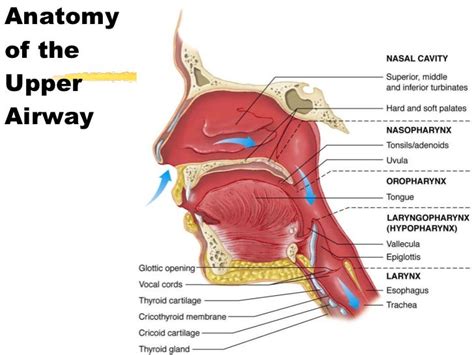 Airway Anatomy