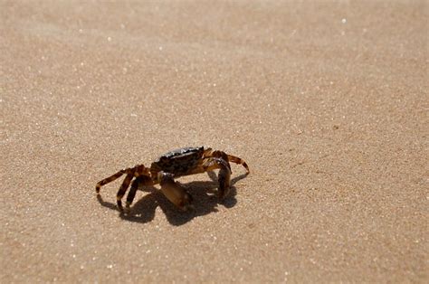 Crab Beach Sea Free Photo On Pixabay Pixabay