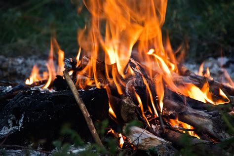 Fire tongues of flame stock photo. Image of bonfire, engulfed - 2867100