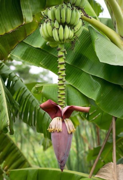 Bananeira Flor De Bananeira Foto Premium