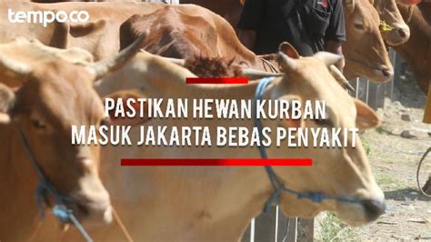 Jelang Idul Adha Dinas KPKP Pastikan Hewan Kurban Yang Masuk Jakarta