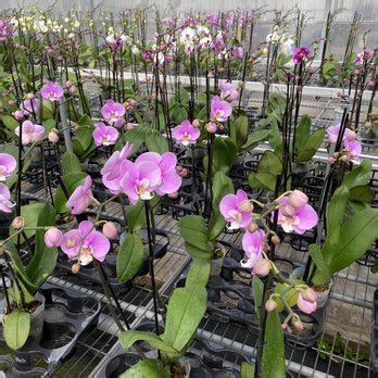 Formosa Orchid Nursery Updated January Photos Reviews