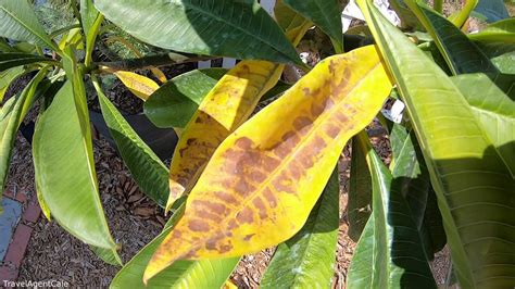 Plumeria Leaves Turning Yellow Common Causes And Treatment