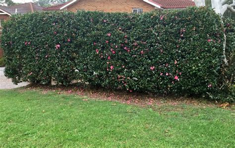 Gardensonline Camellia Japonica Cultivars