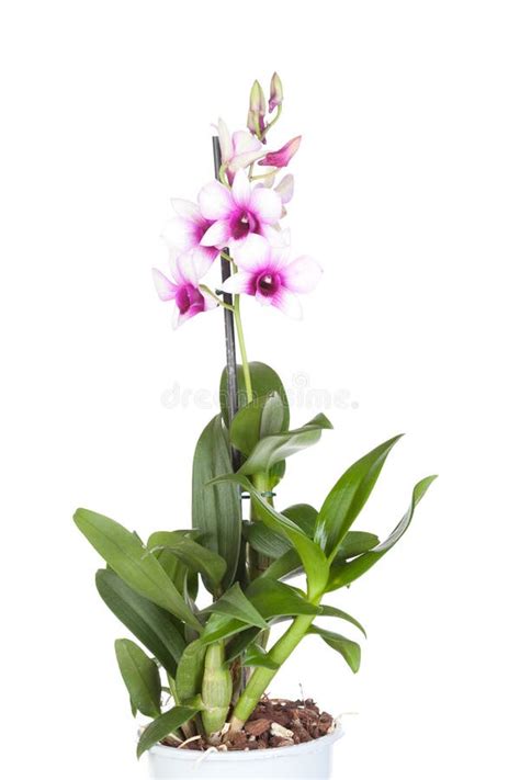 Dendrobium Phalaenopsis Hybrid Orchid Stock Image Image Of Natural