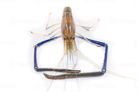 Giant freshwater prawn on white 22183174 Stock Photo at Vecteezy