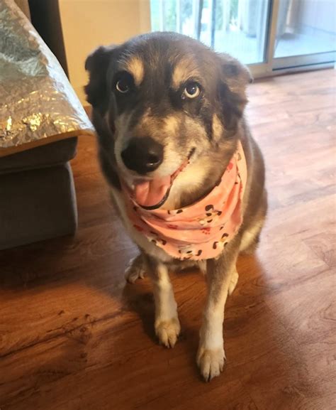 Milly • Old Dog Haven
