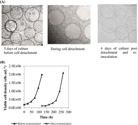 Vero Cells Transfection Protocol Of Adherent Vero Cells 96 Well