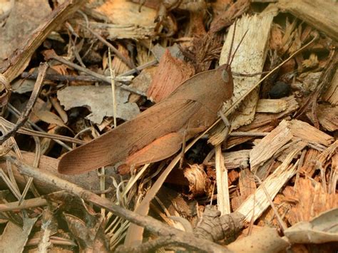 Bug Pictures Slender Gumleaf Grasshopper Goniaea Vocans By Kell