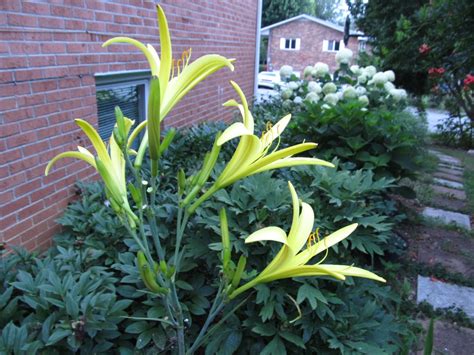 Night Blooming Plants For Temperate Climates | What Grows There :: Hugh Conlon, Horticulturalist ...