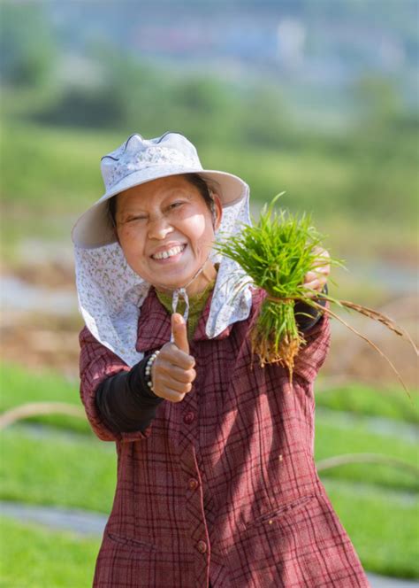 渌口区南洲镇石板桥村：谷雨插秧 株洲 新湖南