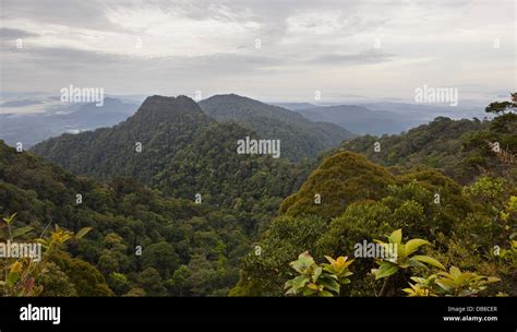 View Over Dense Tropical Rainforest Kubah National Park Sarawak