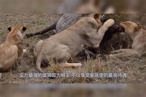 雄狮误入女儿国，被母狮群按在地上留下悔恨的眼泪！镜头记录全程眼泪镜头雄狮