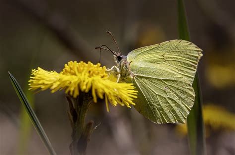 Common Brimstone Gonepteryx Rhamni Free Photo On Pixabay Pixabay