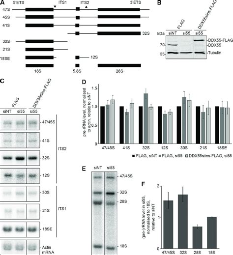 Pre Rrna Processing In Cells Depleted Of Ddx55 A Simplified