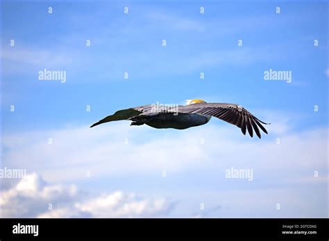 Eagle Flying Fort Hi Res Stock Photography And Images Alamy