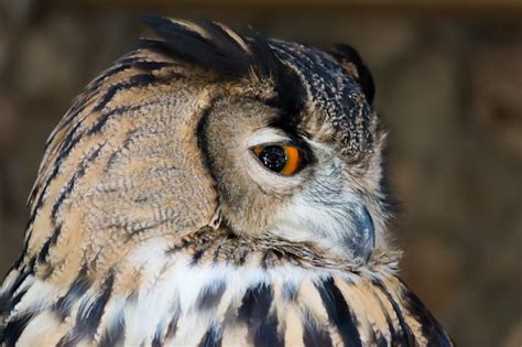 premium photo side view  owl