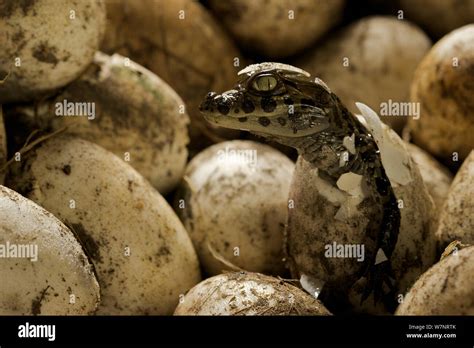 Caiman latirostris hi-res stock photography and images - Alamy
