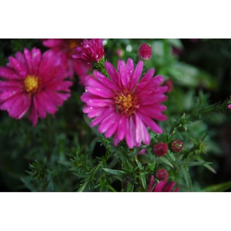 Aster Novae Angliae Vibrant Dome