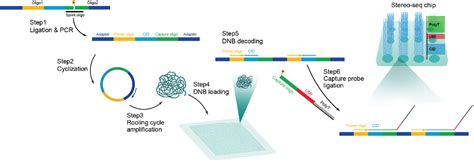 Stereo Seq