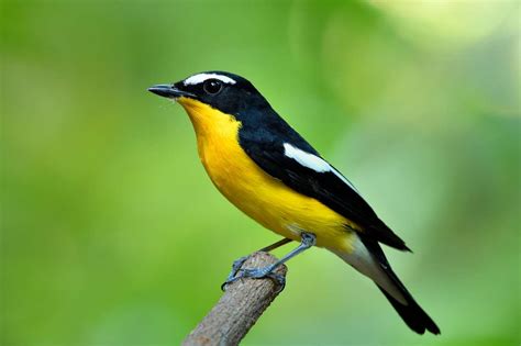 Pájaro amarillo colorido con las alas negras que se encarama de la rama