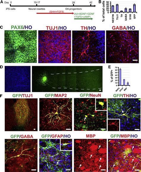 Differentiation Of Grafted Neural Progenitors A Schematic Diagram Of