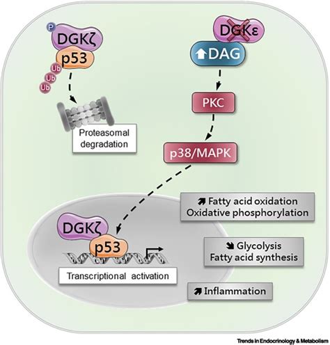 Role Of Diacylglycerol Kinases In Glucose And Energy Homeostasis