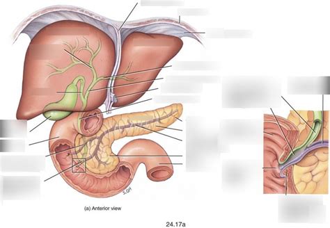 Anatomy Pancreas Liver And Gallbladder Diagram Quizlet