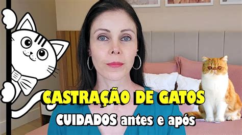 Como Cuidar Do Gato Gata Antes E Ap S A Castra O Gatil Hauser