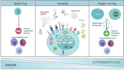 Frontiers Regulatory T Cells In Autoimmunity And Cancer A