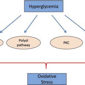 2 Hyperglycemia Induced Oxidative Stress Is Contributed By