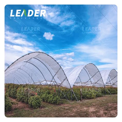 Intensive Blueberries Production Using Plastic Greenhouses Blueberry