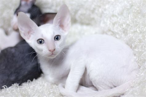 Corn Bred Cornish Rex Cattery White Girl With Dot 2