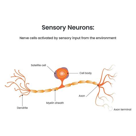 Sensory Neuron Diagram biology educational vector illustration 17733522 Vector Art at Vecteezy