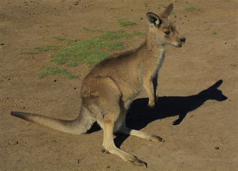 Ted Ralphs » Australian Wildlife