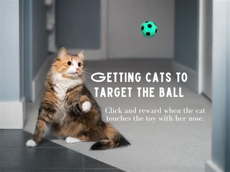 How To Teach A Cat To Fetch In Easy Steps