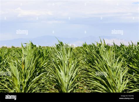 Corn Field Usa Hi Res Stock Photography And Images Alamy